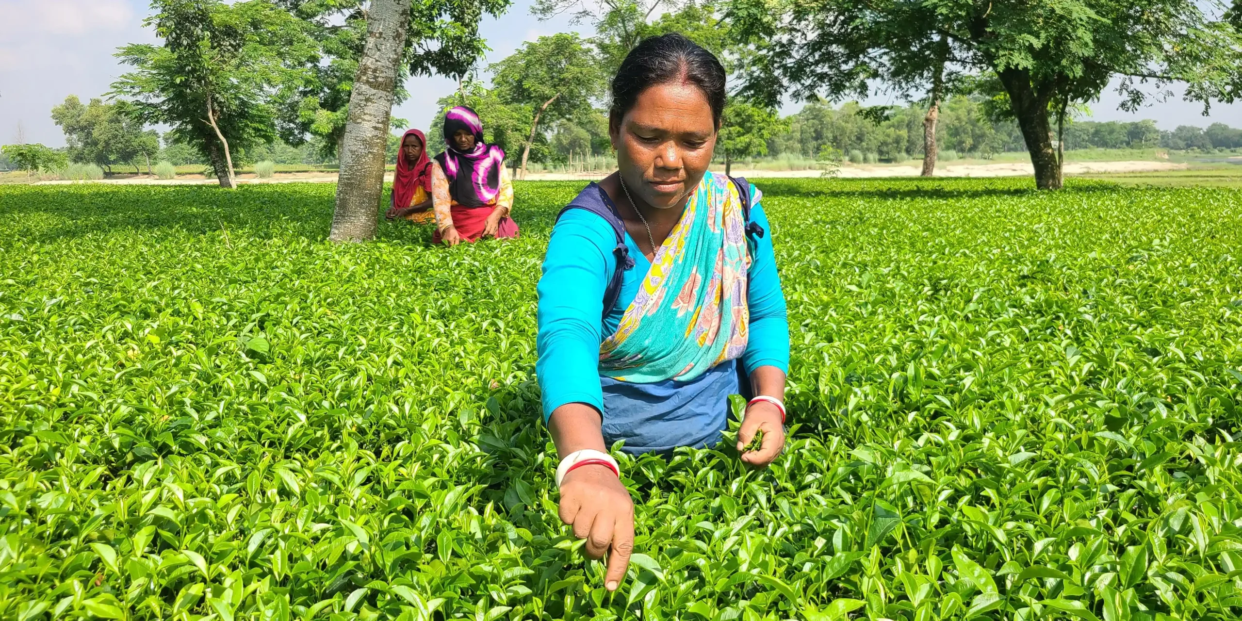 woman at tea garden